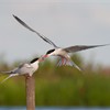 Common tern (Sterna hirundo) male passing fish to female as part of courtship. UK. June 2009.